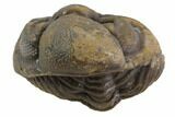Bumpy Enrolled Morocops (Phacops) Trilobite #86447-1
